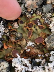 Solorina crocea