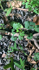 Oxalis