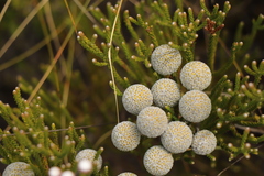 Brunia noduliflora