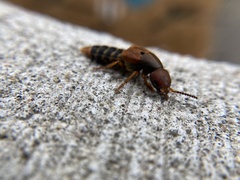 Platydracus immaculatus