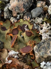 Solorina crocea