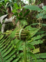 Cyathea dryopteroides