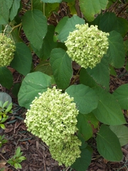 Hydrangea arborescens