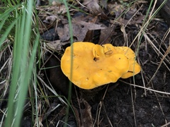 Cantharellus
