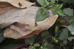 Exomalopsis bruesi