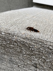Platydracus immaculatus