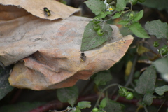 Exomalopsis bruesi