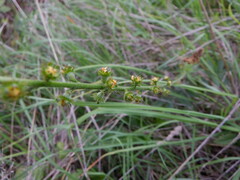 Agrimonia eupatoria