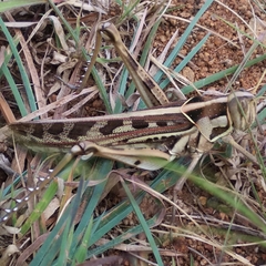 Cyrtacanthacris tatarica