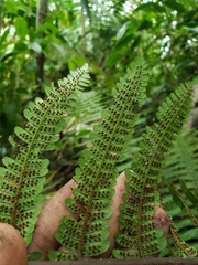 Cyathea dryopteroides