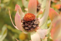 Leucadendron tinctum
