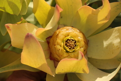 Leucadendron tinctum