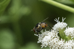 Gymnosoma