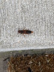 Platydracus immaculatus