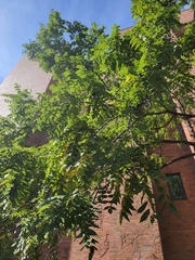 Juglans