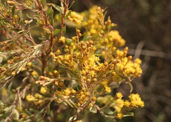Leucadendron rubrum