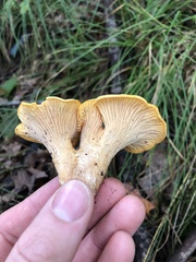 Cantharellus
