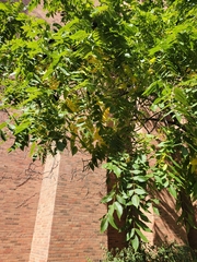 Juglans