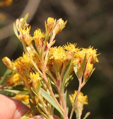 Leucadendron rubrum