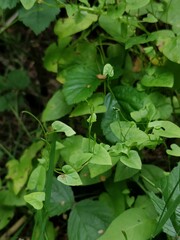 Fallopia dumetorum