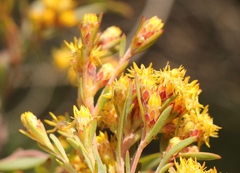 Leucadendron rubrum