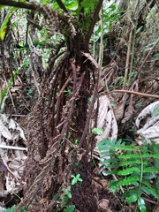 Cyathea dryopteroides