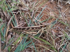 Cyrtacanthacris tatarica