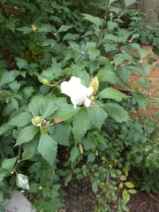 Hibiscus syriacus