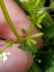 Galium uliginosum