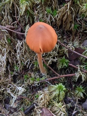 Entoloma quadratum