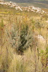 Leucadendron rubrum