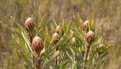 Leucadendron rubrum