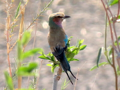 Coracias caudatus caudatus