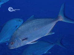 Seriola rivoliana