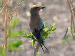 Coracias caudatus caudatus