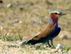 Coracias caudatus caudatus