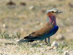 Coracias caudatus caudatus