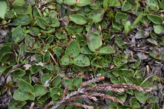 Gaultheria humifusa