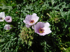 Sphaeralcea purpurata