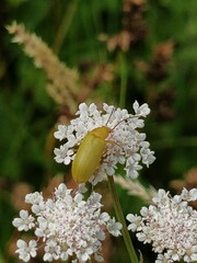 Cteniopus sulphureus