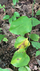 Smilax