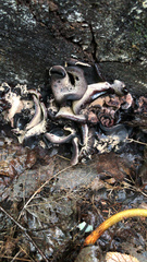 Ionomidotis irregularis