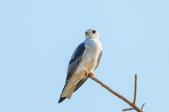 Elanus caeruleus caeruleus