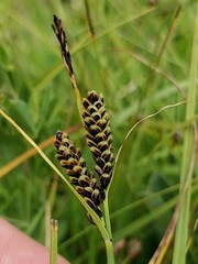Carex nigra