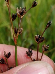 Juncus gerardi
