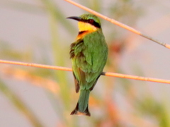 Merops pusillus argutus