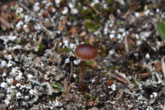 Deconica montana