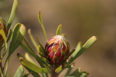 Leucadendron rubrum