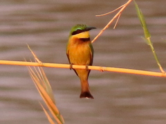 Merops pusillus argutus