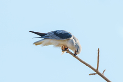 Elanus caeruleus caeruleus